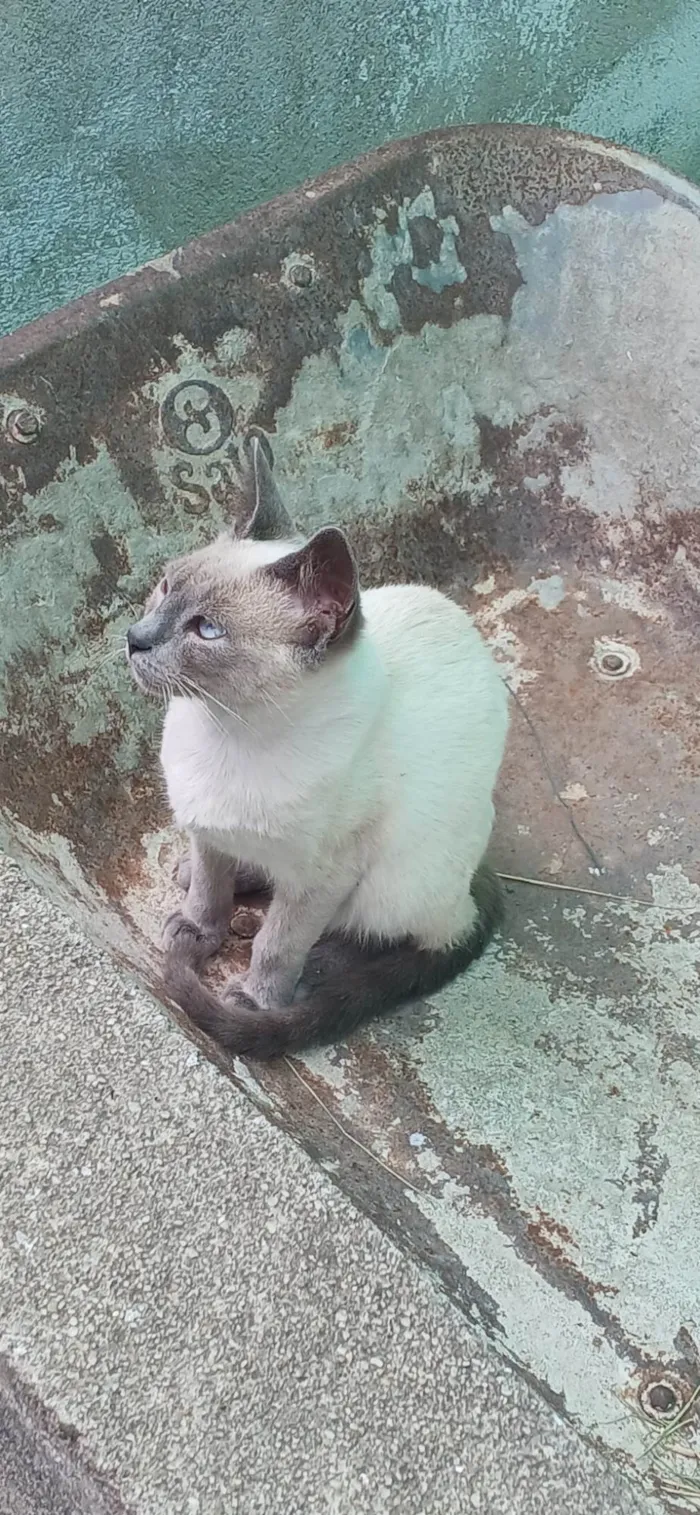 Gato ra a SRD-ViraLata idade 2 a 6 meses nome Luyza