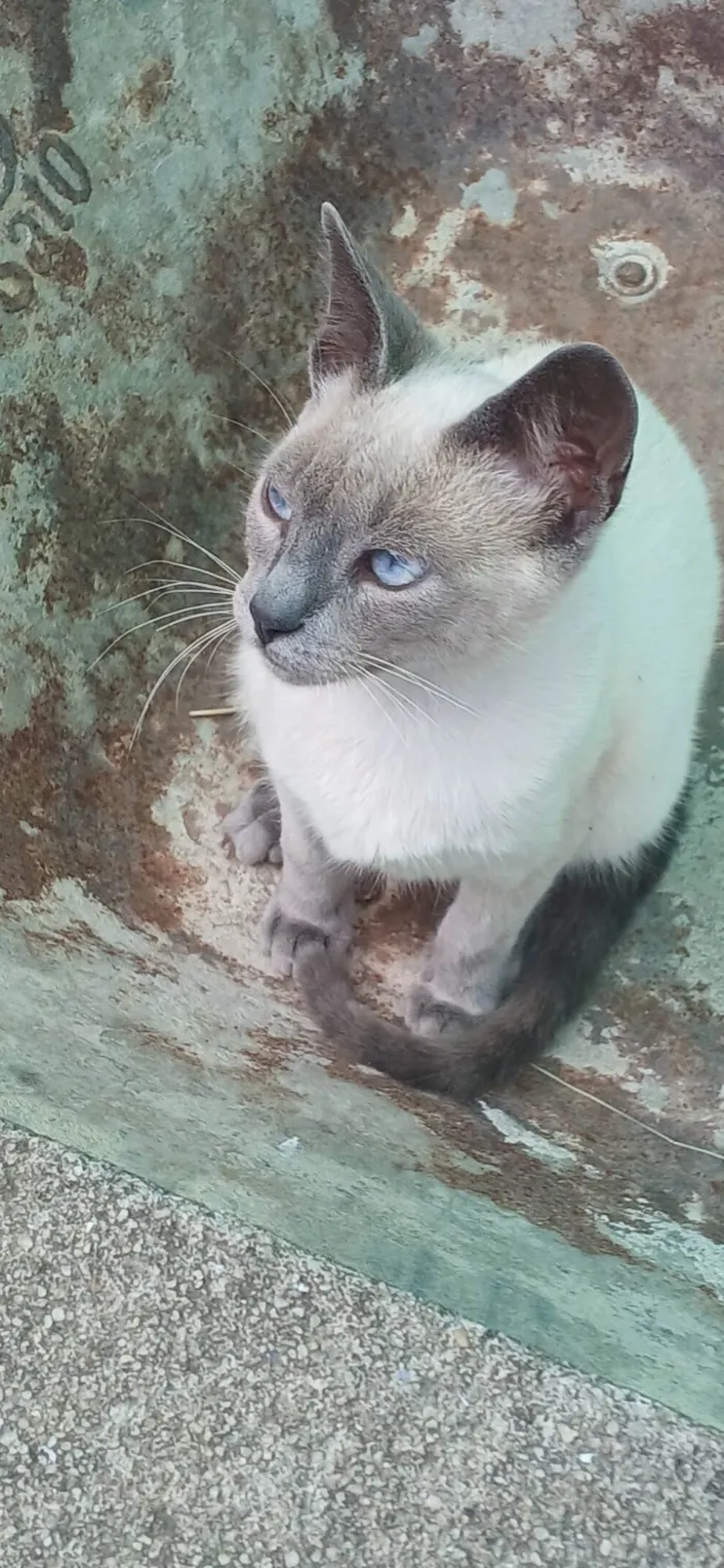 Gato ra a SRD-ViraLata idade 2 a 6 meses nome Luyza