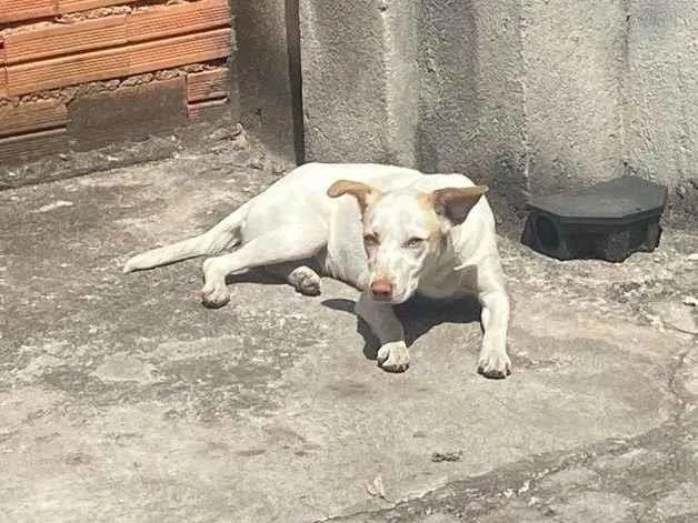 Cachorro ra a SRD-ViraLata idade 1 ano nome Não tem