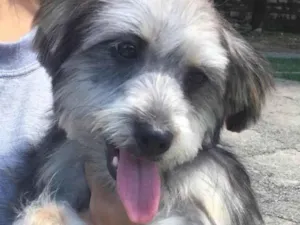 Cachorro raça SRD-ViraLata idade 6 ou mais anos nome Theodoro 