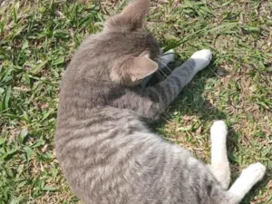 Gato raça SRD-ViraLata idade 2 a 6 meses nome Mogli