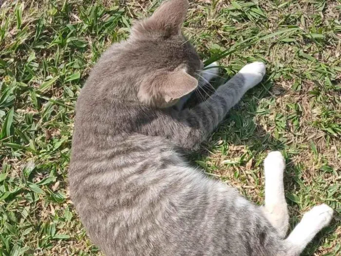 Gato ra a SRD-ViraLata idade 2 a 6 meses nome Mogli