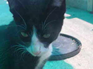 Gato raça SRD-ViraLata idade 2 a 6 meses nome Donald