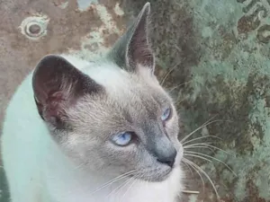 Gato raça SRD-ViraLata idade 2 a 6 meses nome Luyza