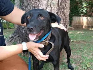 Cachorro raça SRD-ViraLata idade 3 anos nome Ipanema 