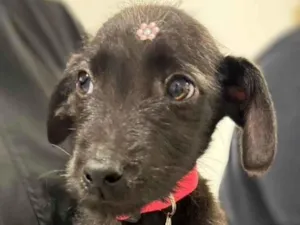 Cachorro raça SRD-ViraLata idade 2 a 6 meses nome Janis 