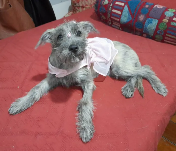 Cachorro ra a SRD-ViraLata idade 2 a 6 meses nome Polly 