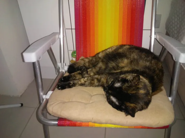 Gato ra a SRD-ViraLata idade 2 a 6 meses nome Bella