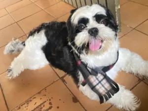 Cachorro raça Shitzu idade 6 ou mais anos nome Pipoca, Susi, tabarana