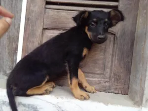 Cachorro raça SRD-ViraLata idade 2 a 6 meses nome Mel