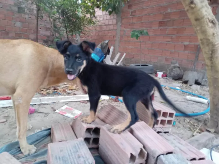 Cachorro ra a SRD-ViraLata idade 2 a 6 meses nome Mel