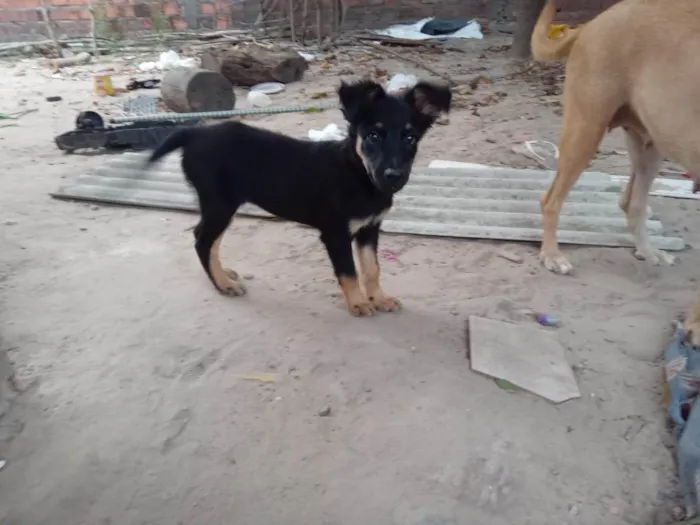 Cachorro ra a SRD-ViraLata idade 2 a 6 meses nome Mel