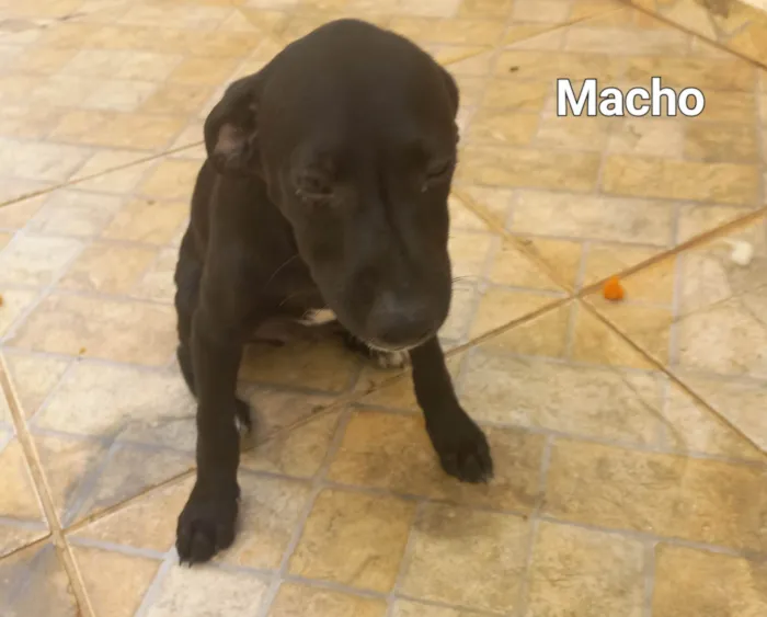 Cachorro ra a SRD-ViraLata idade 2 a 6 meses nome Cachorro filhote 