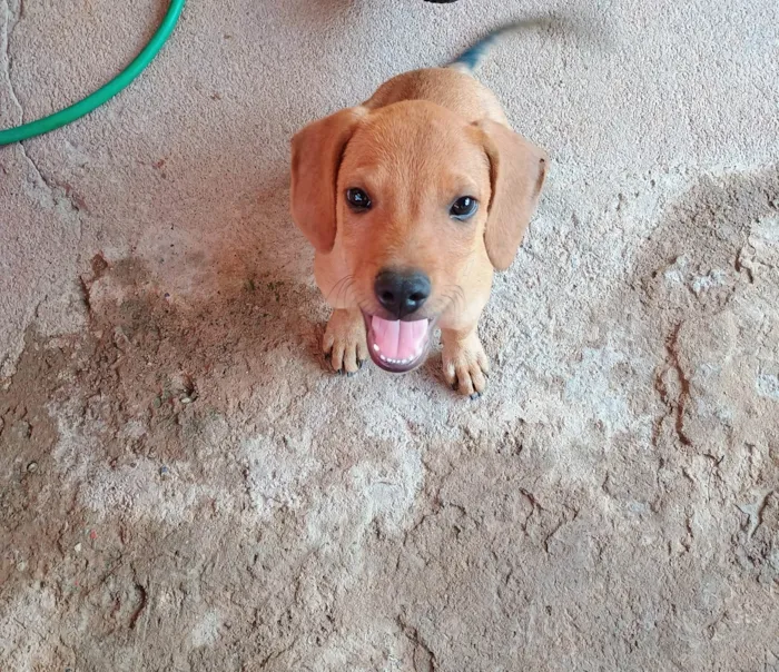 Cachorro ra a SRD-ViraLata idade 2 a 6 meses nome Caramelo 