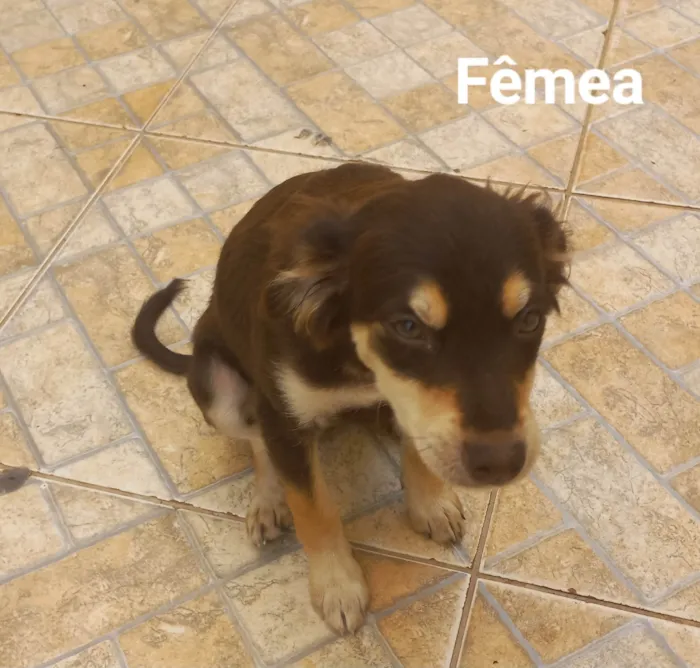 Cachorro ra a SRD-ViraLata idade 2 a 6 meses nome Ela não tem nome 