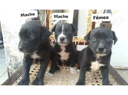 Cachorro raça SRD-ViraLata idade Abaixo de 2 meses nome Fofura 