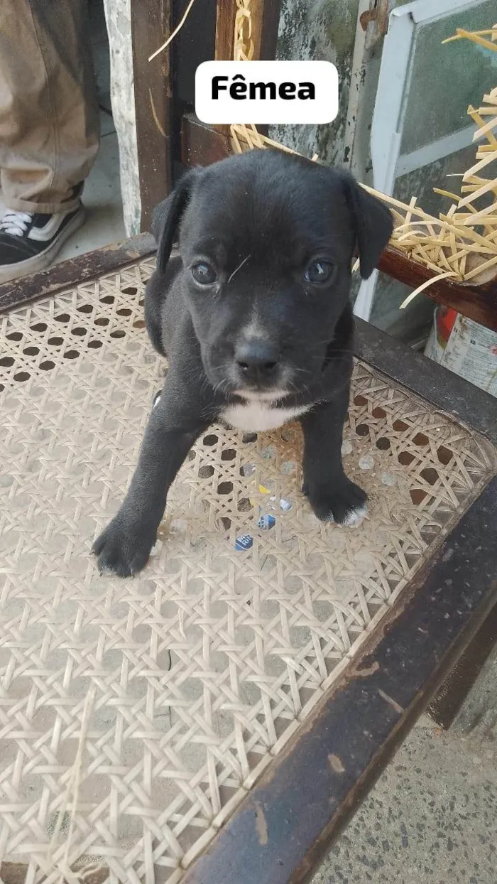 Cachorro ra a SRD-ViraLata idade Abaixo de 2 meses nome Pitaya