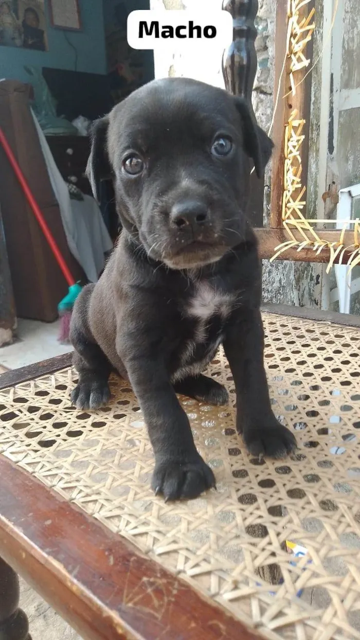 Cachorro ra a SRD-ViraLata idade Abaixo de 2 meses nome Jambo