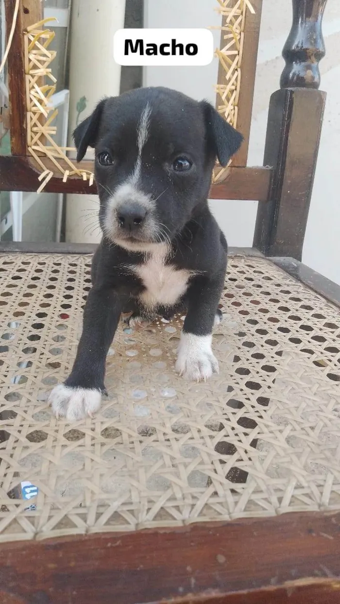 Cachorro ra a SRD-ViraLata idade Abaixo de 2 meses nome Kiwi