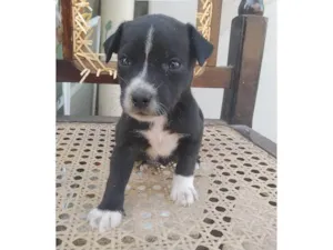 Cachorro raça SRD-ViraLata idade Abaixo de 2 meses nome Kiwi