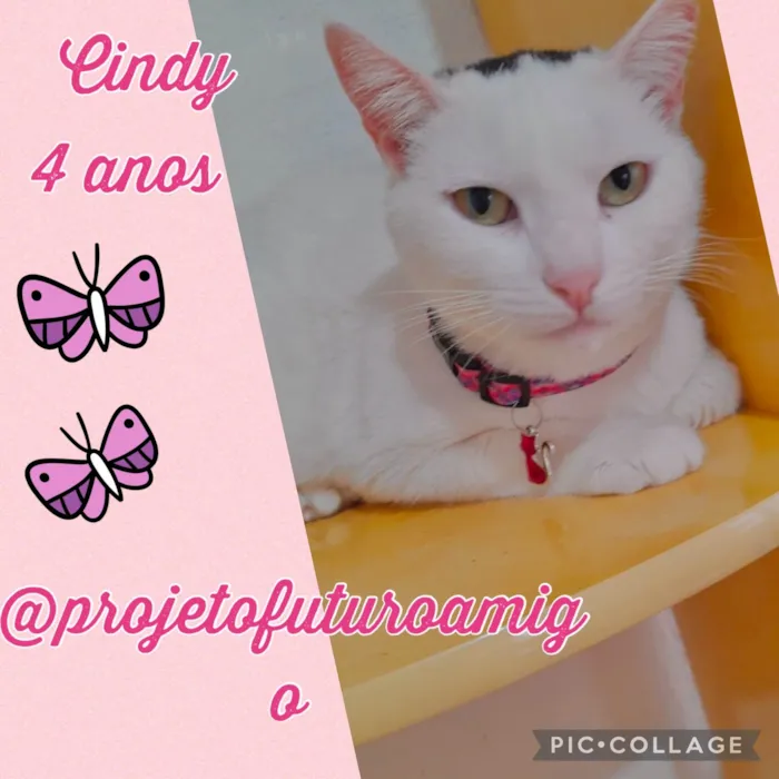 Gato ra a SRD-ViraLata idade 4 anos nome Cindy