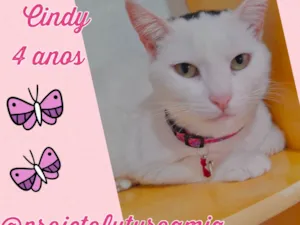 Gato raça SRD-ViraLata idade 4 anos nome Cindy