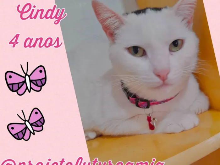 Gato ra a SRD-ViraLata idade 4 anos nome Cindy