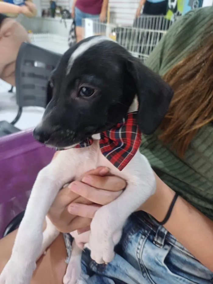 Cachorro ra a SRD-ViraLata idade 2 a 6 meses nome TONY