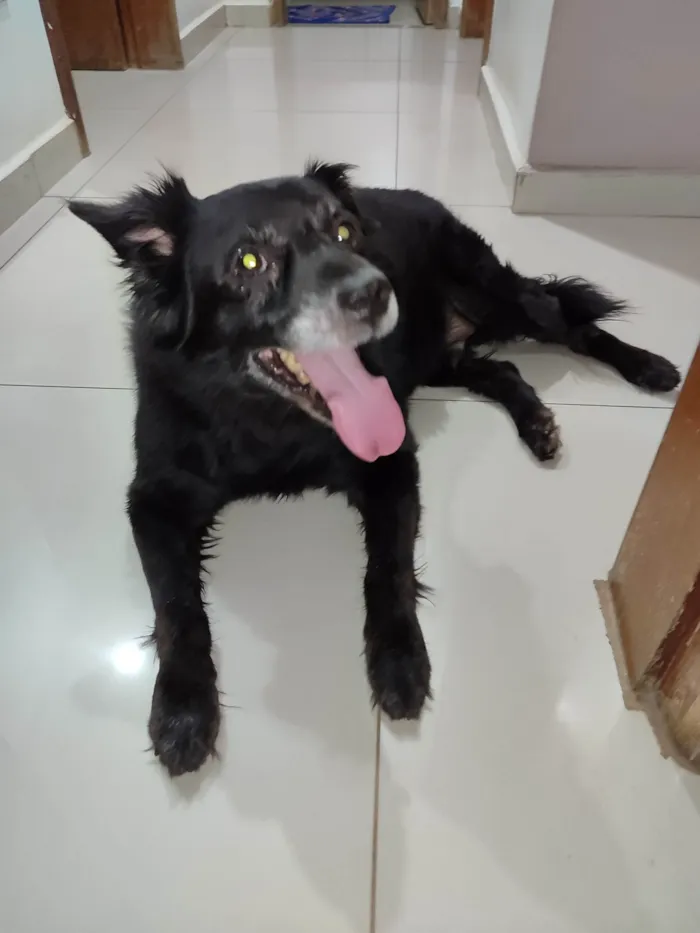 Cachorro ra a SRD-ViraLata idade 6 ou mais anos nome Madox 