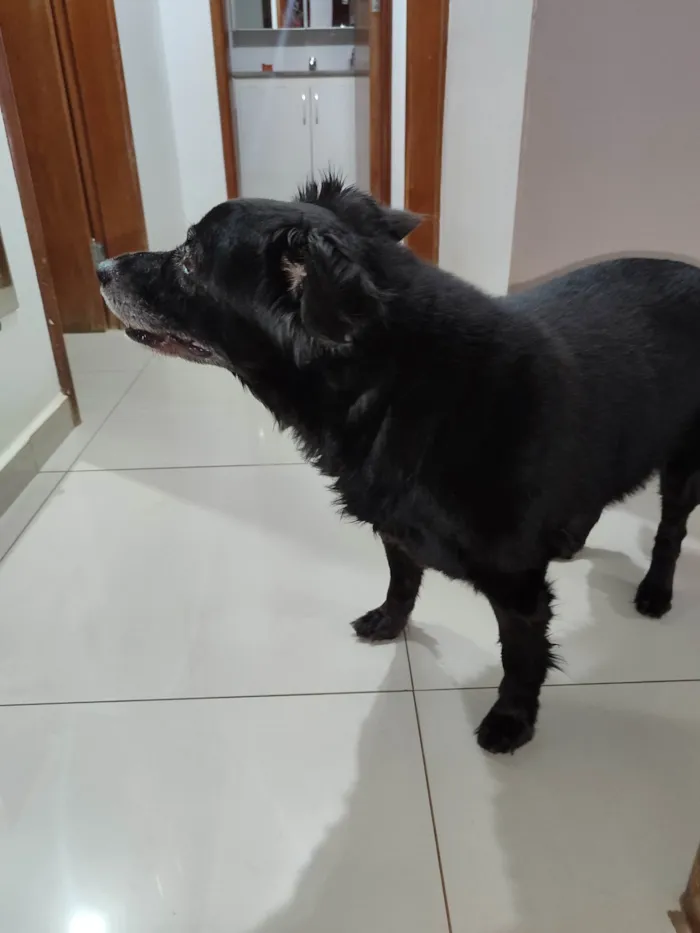 Cachorro ra a SRD-ViraLata idade 6 ou mais anos nome Madox 