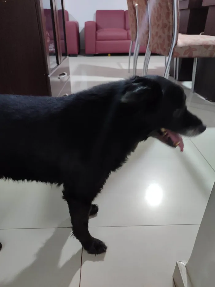 Cachorro ra a SRD-ViraLata idade 6 ou mais anos nome Madox 