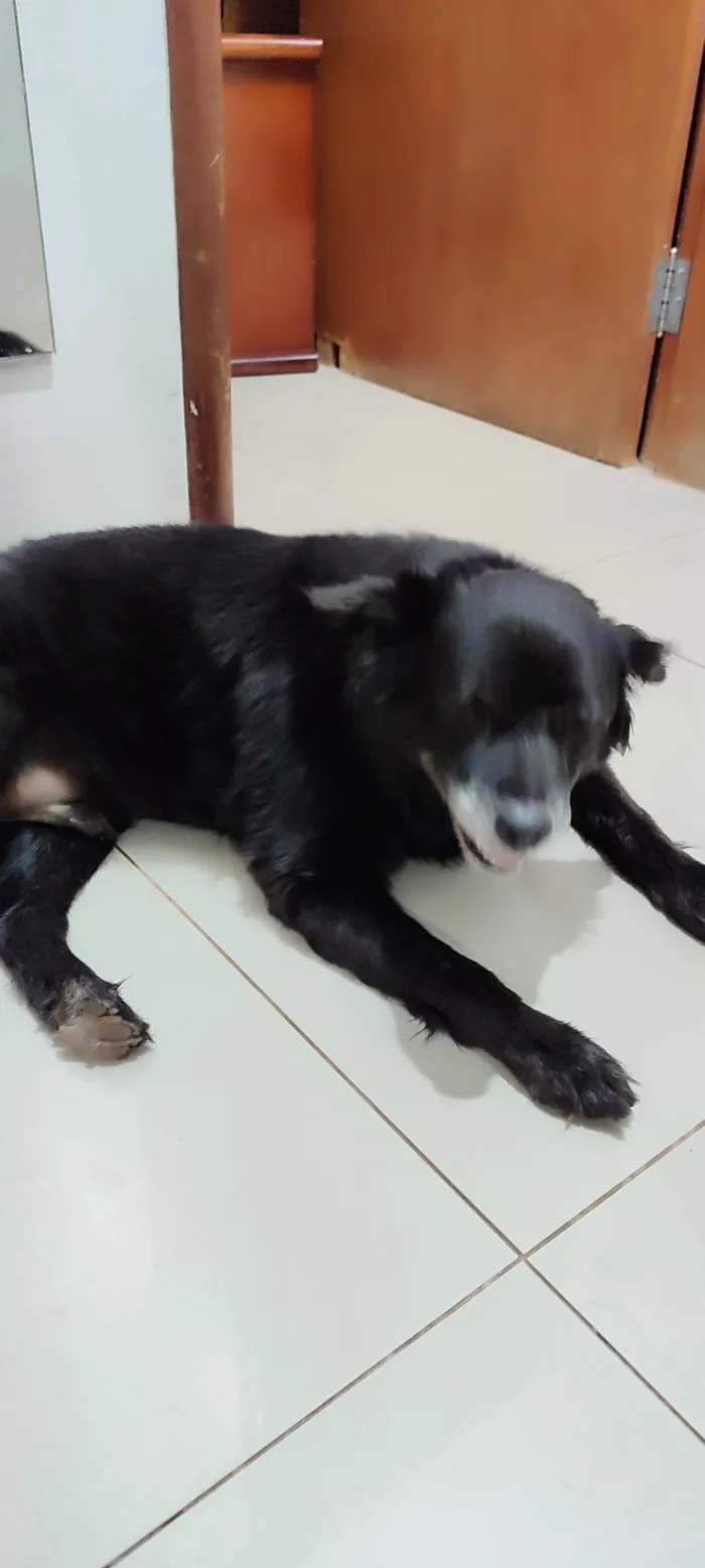 Cachorro ra a SRD-ViraLata idade 6 ou mais anos nome Madox 