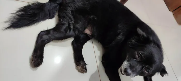 Cachorro ra a SRD-ViraLata idade 6 ou mais anos nome Madox 