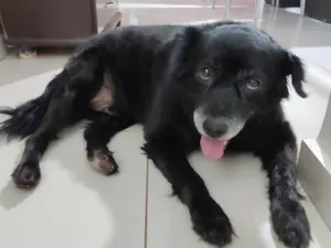 Cachorro raça SRD-ViraLata idade 6 ou mais anos nome Madox 