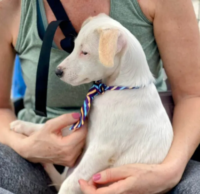 Cachorro ra a SRD-ViraLata idade 2 a 6 meses nome Zé Lindão