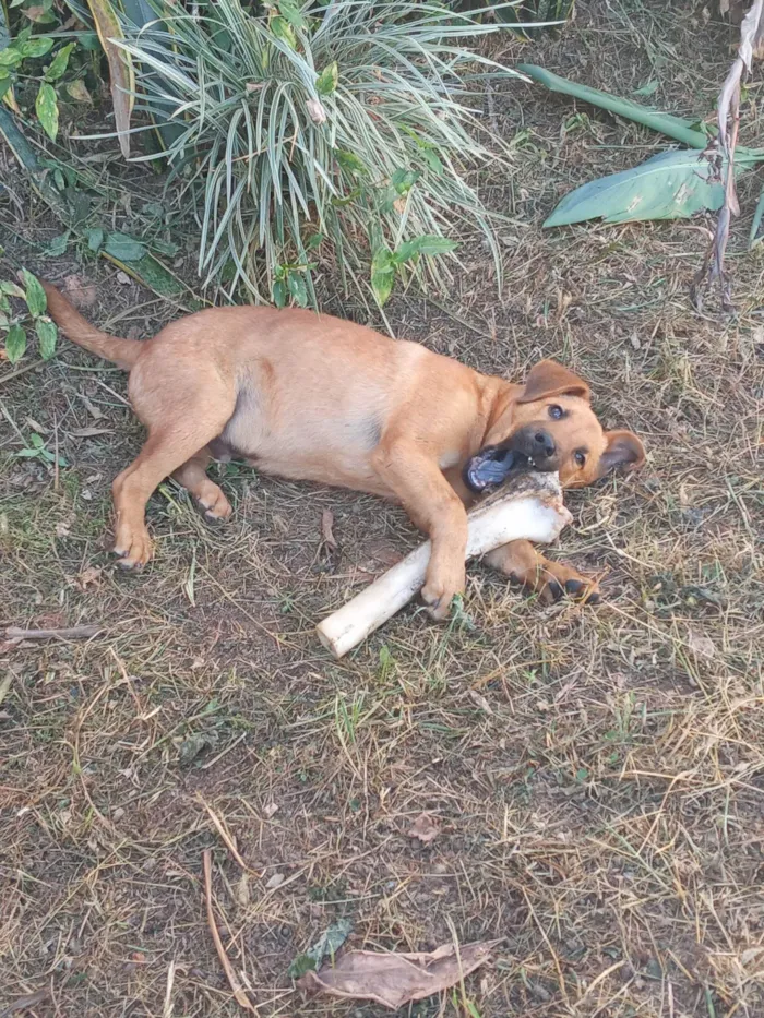 Cachorro ra a SRD-ViraLata idade 2 a 6 meses nome Jorge