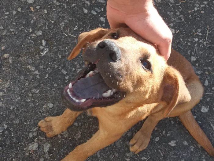 Cachorro ra a SRD-ViraLata idade 2 a 6 meses nome Jorge