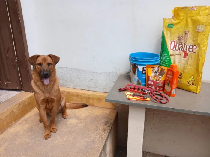 Cachorro ra a SRD-ViraLata idade 2 a 6 meses nome Jorge