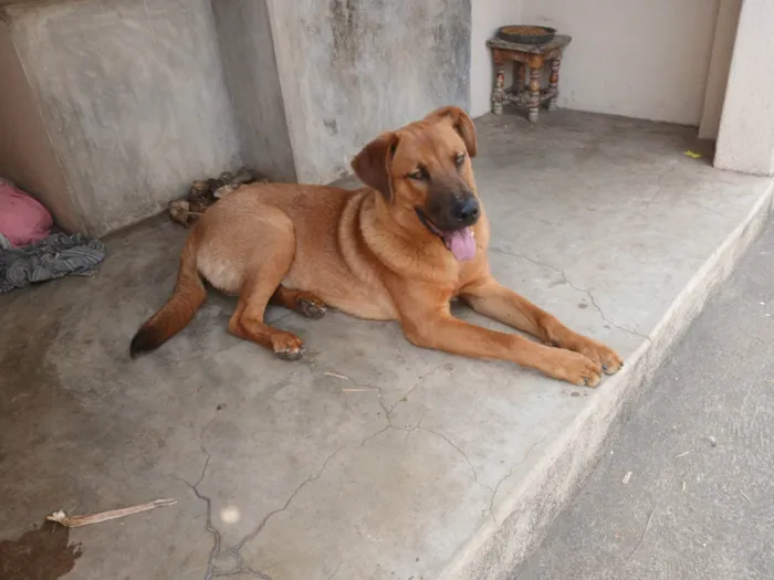 Cachorro ra a SRD-ViraLata idade 2 a 6 meses nome Jorge