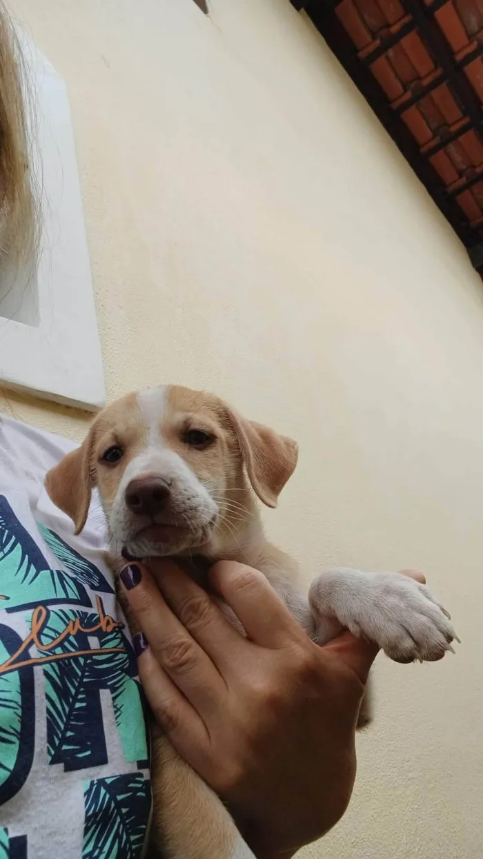 Cachorro ra a SRD-ViraLata idade 2 a 6 meses nome DUDU