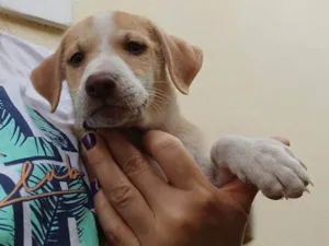 Cachorro raça SRD-ViraLata idade 2 a 6 meses nome DUDU