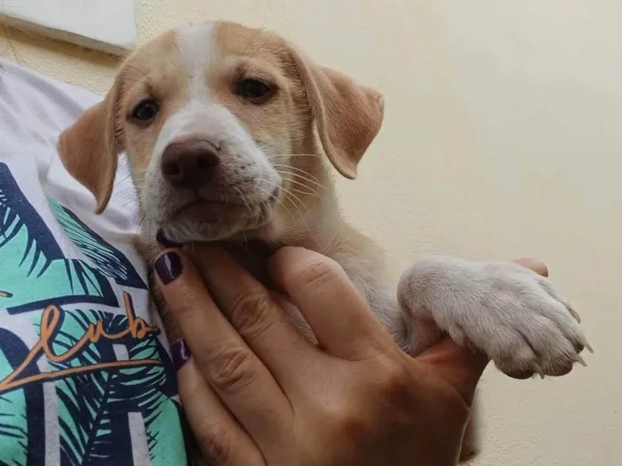 Cachorro ra a SRD-ViraLata idade 2 a 6 meses nome DUDU