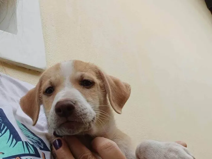 Cachorro ra a SRD-ViraLata idade 2 a 6 meses nome DUDU