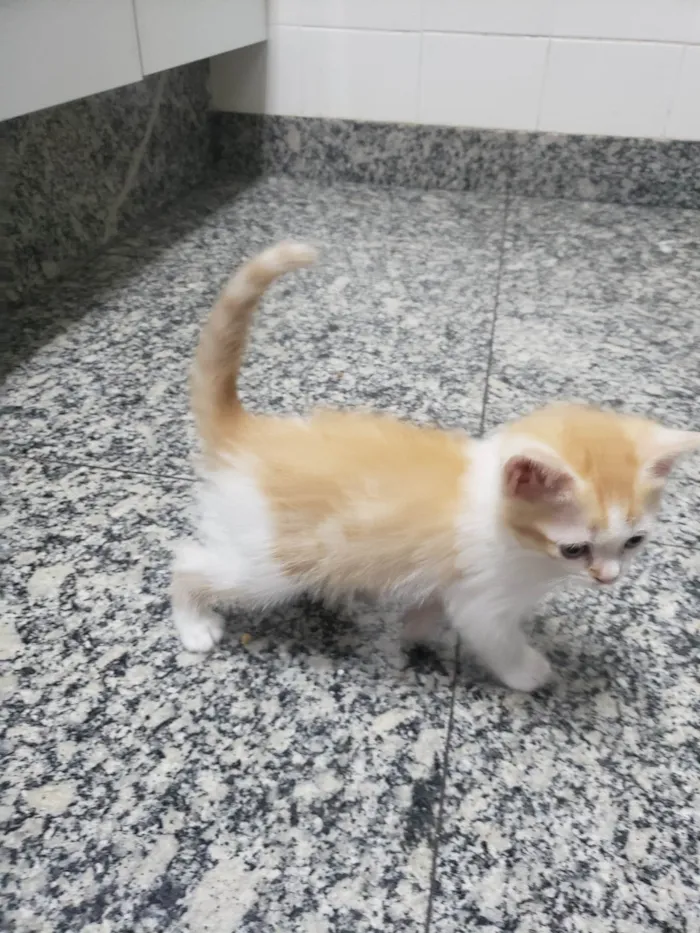 Gato ra a SRD-ViraLata idade Abaixo de 2 meses nome Sem nome