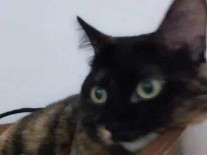 Gato raça SRD-ViraLata idade 2 a 6 meses nome Bella