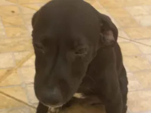 Cachorro raça SRD-ViraLata idade 2 a 6 meses nome Ele não tem nome 