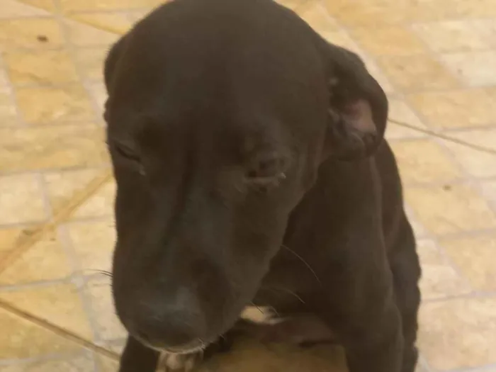 Cachorro ra a SRD-ViraLata idade 2 a 6 meses nome Cachorro filhote 