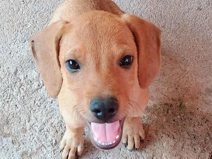 Cachorro ra a SRD-ViraLata idade 2 a 6 meses nome Caramelo 