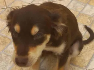 Cachorro raça SRD-ViraLata idade 2 a 6 meses nome Ela não tem nome 