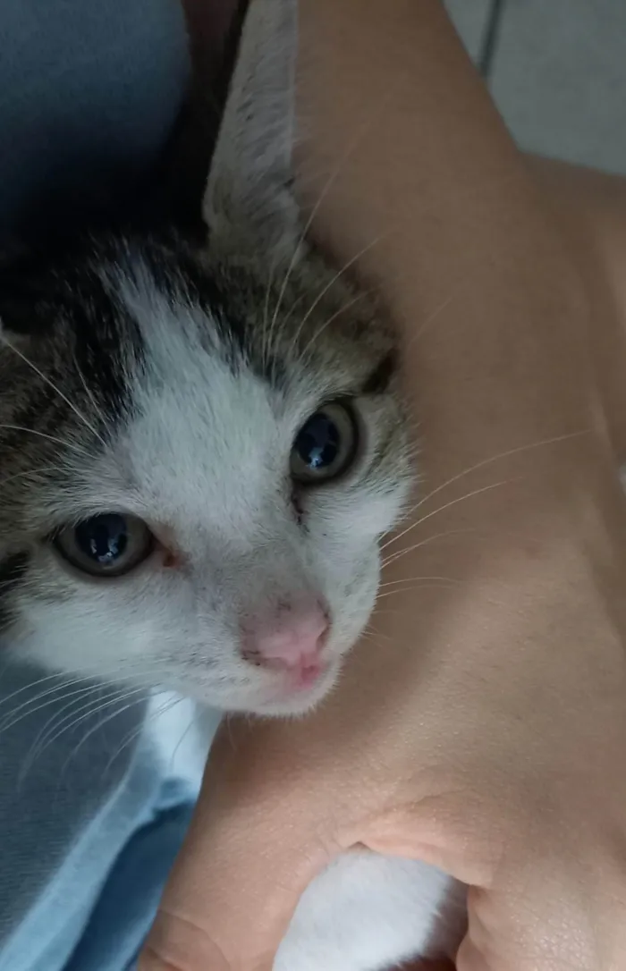 Gato ra a SRD-ViraLata idade Abaixo de 2 meses nome Thor